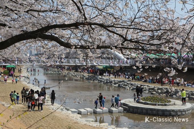 금산천 봄꽃축제