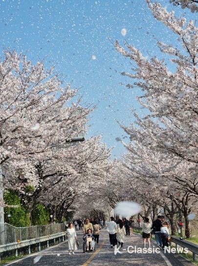 1. 물금읍 황산공원 벚꽃길 축제에 상춘객들이 붐비고 있다.