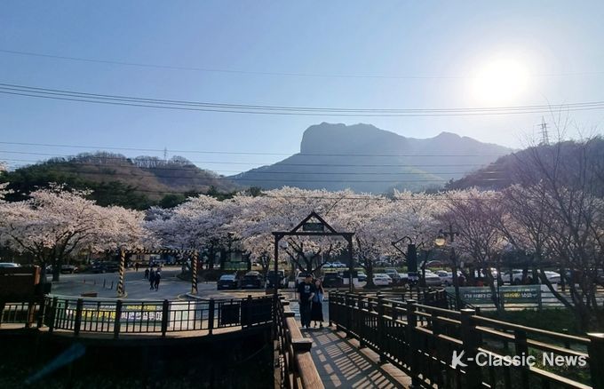 “담양 추월산에 벚꽃 보러 오세요” 제9회 추월산 벚꽃축제 개최
