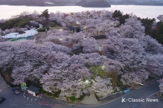 사천 선진리성, 벚꽃 명소로 각광 상춘객 30여만 명이 몰리다.
