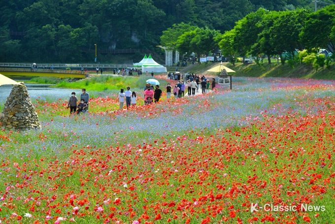 100억 송이 봄꽃의 화려한 프러포즈! 장성 황룡강 洪(홍)길동무 꽃길축제 5월 19일 개막