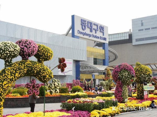 고품격 국화작품과 함께 대구의 가을을 함께 즐겨요