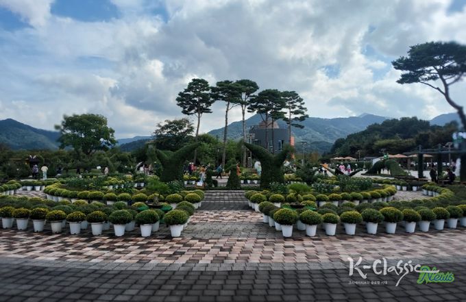 거창창포원 작년 국화사진