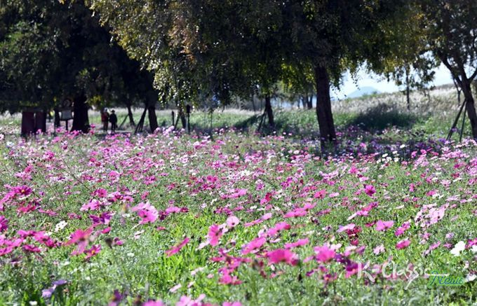 밀양시 초동연가길 전경