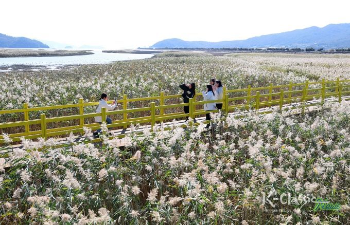 제10회 강진만 춤추는 갈대축제가 열린 가운데 강진만 갈대밭을 찾은 관광객들이 가을의 정취를 맘껏 느끼고 있다.