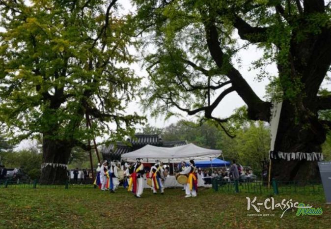 당산나무 할아버지 활동 모습 ‘세종 임난수 은행나무’ 당산제