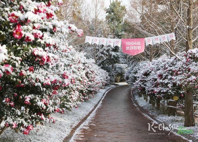 1004섬 분재정원 애기동백꽃