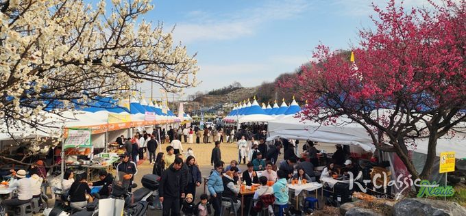 하루 13만 명 몰렸다… 광양매화축제, 유료화 이후 최대 인파
