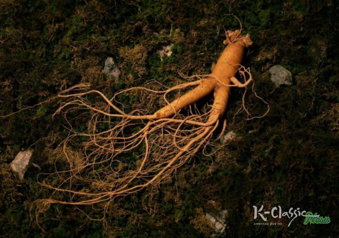 '인삼문화: 지식, 기술 그리고 사회문화적 실천' - 인삼